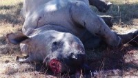 /album/petlink-up/rhino-26-june-2014-350x197-250x141-jpg/